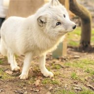 ArcticFoxFacts