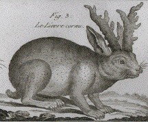 Lepus_cornutus.jpg